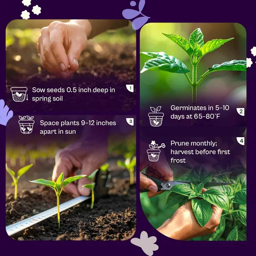 Miniatura 5 de SVI 2000 semillas de albahaca genovesa (Ocimum basilicum) - Paquetes de semillas de albahaca dulce - Semillas aromáticas de hierbas culinarias