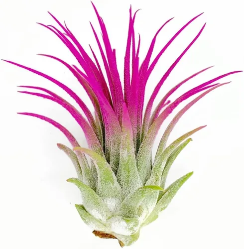 Miniatura 9 de Planta de aire Tillandsia Ionantha de Guatemala, planta de aire viva Tillandsia de Guatemala, llegada saludable garantizada, excelente planta de Azul