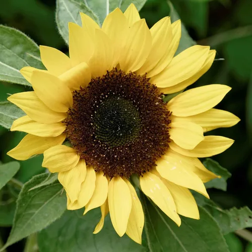Miniatura 52 de Eden Brothers Semillas de girasol - Autumn Beauty