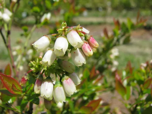 Miniatura 4 de Bushel and Berry - Vaccinium cor. Glaseado de arándano, glaseado mora