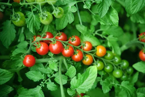 Miniatura 9 de TKE Farms & Gardens Semillas grandes de tomate cereza roja para plantar, más de 100 semillas de reliquia no transgénicas, cultivan tomates cherry