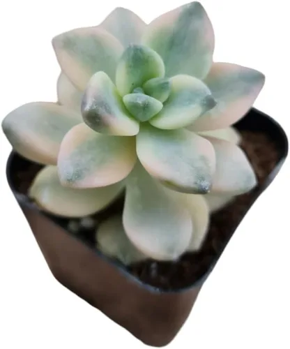 Miniatura 2 de Plantas vivas raras para decoración de cactus suculentos en casa y oficina (2 pulgadas de té dulce eonio)