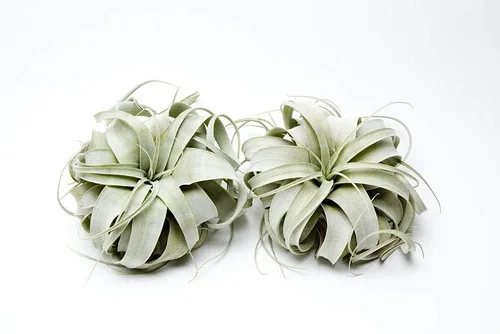 Miniatura 2 de Garden in the City Planta de aire Tillandsia Xerographica 6 pulgadas de ancho, cultivada en invernadero, se envía desde California