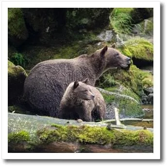 8x8 Iron on Heat Transfer for White Material - Brown Bear cub Staying Close to mom at ANAN Creek. Alaska