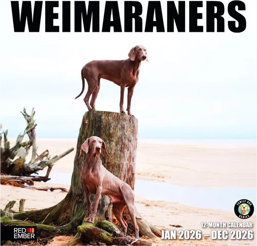 Miniatura 10 de RED EMBER Doberman Pinschers - Calendario de pared 2026 de 12 meses, 12 x 24 pulgadas, abierto, papel grueso y resistente, para regalo, calendario