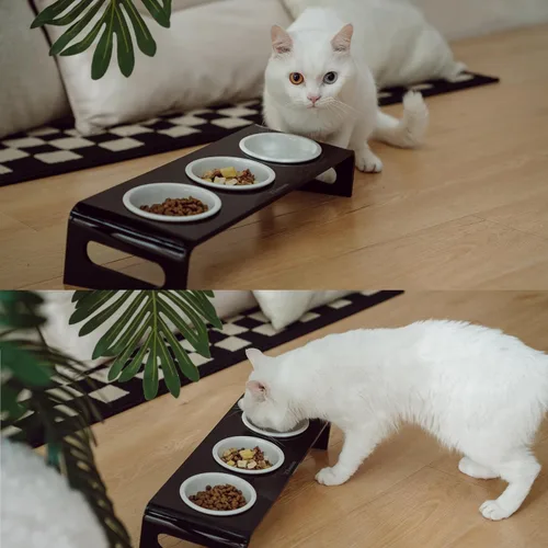 Miniatura 5 de Cuencos elevados inclinados para alimentos y agua para gatos o perros pequeños, soporte para 3 platos de acrílico transparente para cachorros