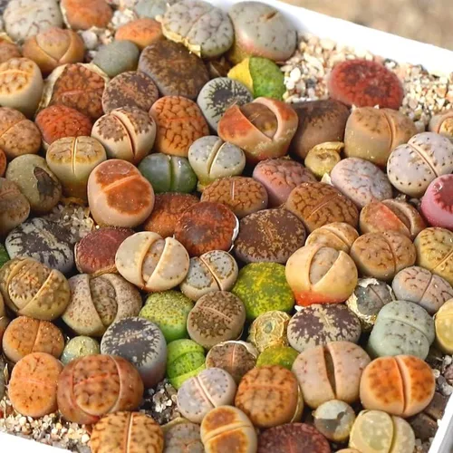 Miniatura 4 de Lithops - Mezcla de 20 plantas vivas, coloridas plantas suculentas Lithops vivas, piedras vivas para plantar en interiores y exteriores