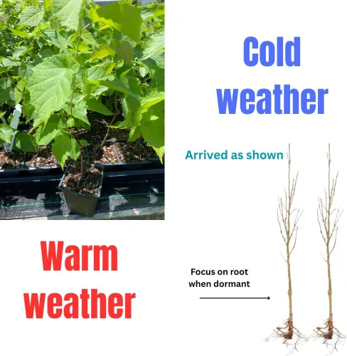 Miniatura 2 de Planta viva de nogal negro de 1 año en maceta de 4 pulgadas, resistente al frío, inactiva, nogal blanco como nuez, árboles de nueces para plantar