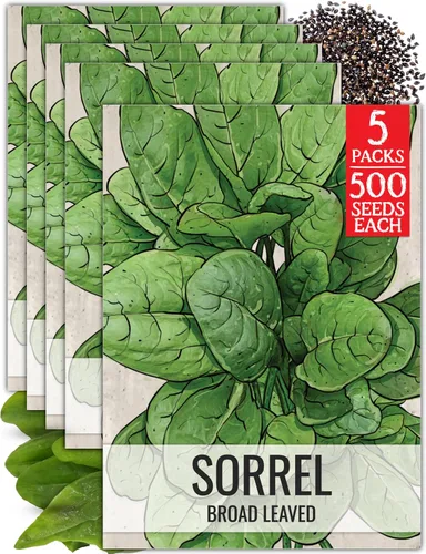 Seed Needs, Semillas de acedera de hoja grande, 500 semillas tradicionales para plantar Rumex acetosa, hierba medicinal o culinaria sin OMG y sin