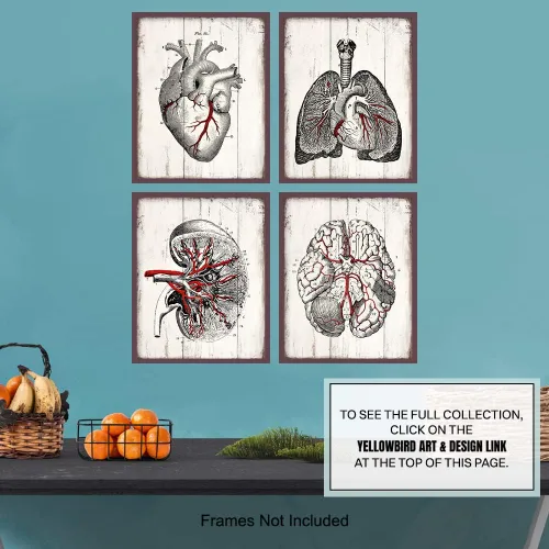 Miniatura 6 de Medical Anatomy – Juego de placas de arte de pared de órganos humanos vintage – Impresiones de fotos Shabby Chic para clínica médica, oficina de Dr.