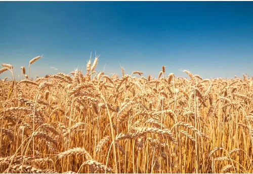 Telón de fondo de campo de trigo dorado, 5 x 3 pies, rústico, otoño, tierras de cultivo de trigo, cosecha de grano de trigo, desierto, cielo azul,
