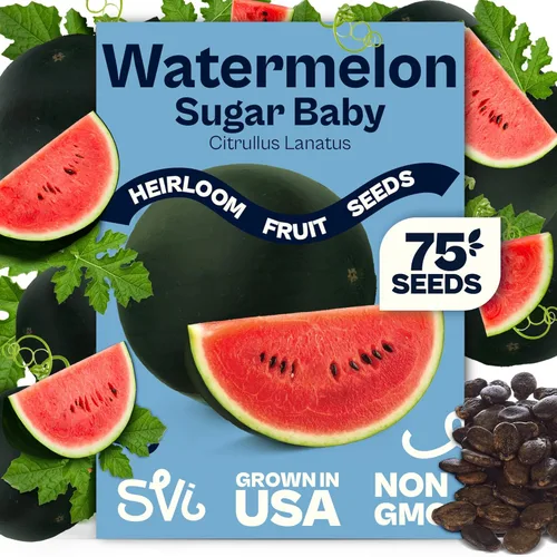 SVI 75 semillas de sandía Sugar Baby para plantar (Citrullus lanatus) - Sandía dulce, mini sandías tradicionales - Semillas de frutas para plantar