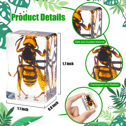 Miniatura 3 de 12 piezas de especímenes de insectos en colección de resina pisapapeles diferentes especímenes de insectos preservados en resina para preescolar