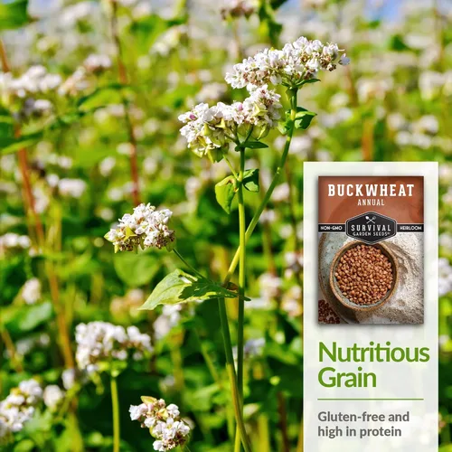 Miniatura 6 de Survival Garden Seeds Semilla de trigo sarraceno para plantar, 3 paquetes con instrucciones para plantar y cultivar un cultivo de cobertura