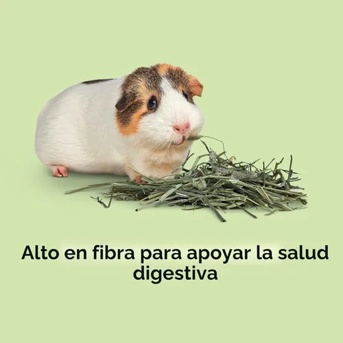 Miniatura 4 de Kaytee Heno Timothy, alto en fibra, cultivado específicamente para animales pequeños, conejos, cobayas, chinchillas, pedido a granel ideal