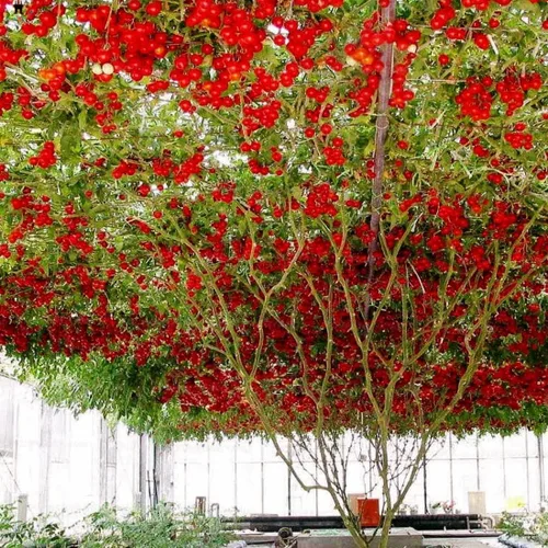 Miniatura 4 de Gardeners' Choice - Árbol de tomate gigante