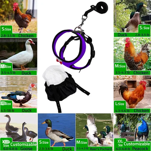 Miniatura 8 de Pañal de arnés de pollo ajustable (correa de 5.4 pies), transpirable y lavable, entrenamiento seguro para gallinas, patos y pollitos Solución