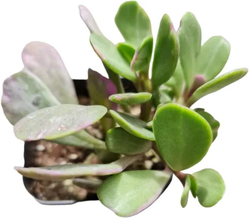 Miniatura 6 de Plantas de cactus suculentas vivas de USKC (cadena de reloj abigarrada Crassula Muscosa de 2 pulgadas)