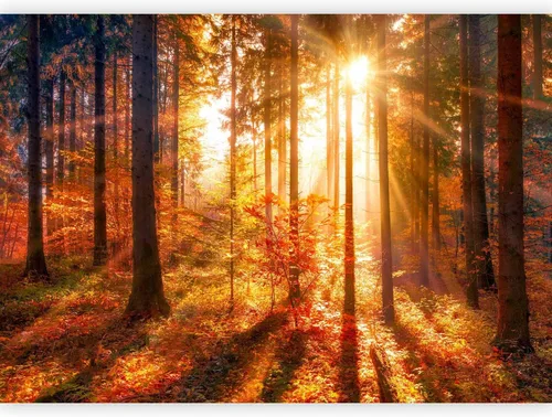 Miniatura 16 de artgeist Mural de pared prémium Bosque 177 x 124 pulgadas, papel tapiz fotográfico no tejido, impresión artística, mural de pared de forro polar