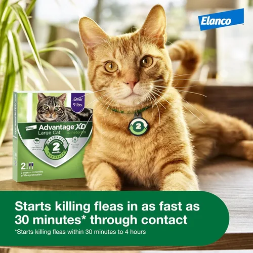Miniatura 6 de Advantage XD Gato Grande Prevención y Tratamiento de Pulgas Para Gatos de más de 9 libras. 1 Dosis Tópica, 2 Meses de Protección Por Dosis