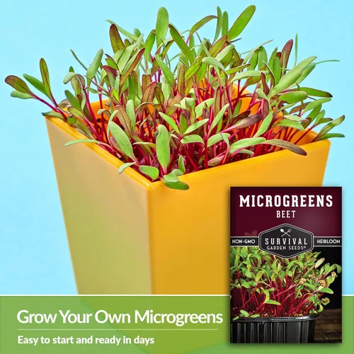 Miniatura 4 de 1 paquete de semillas de microgreens de remolacha para plantar y cultivar – Planta microvegetales de hoja verde en interiores – Cultiva tu propio
