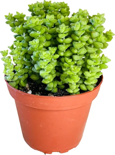 Miniatura 31 de Fat Plants San Diego Plantas suculentas totalmente enraizadas en macetas de 4 pulgadas con tierra, suculentas reales en maceta/decoración única