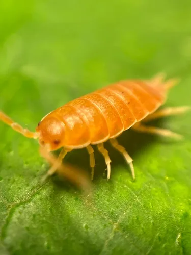 ¡30 Roly Polys vivos Orange Smoothie! Rolie Polie Isopods de Pocket Pets. Pídelo solo si tus temperaturas están entre 20 y 95 grados