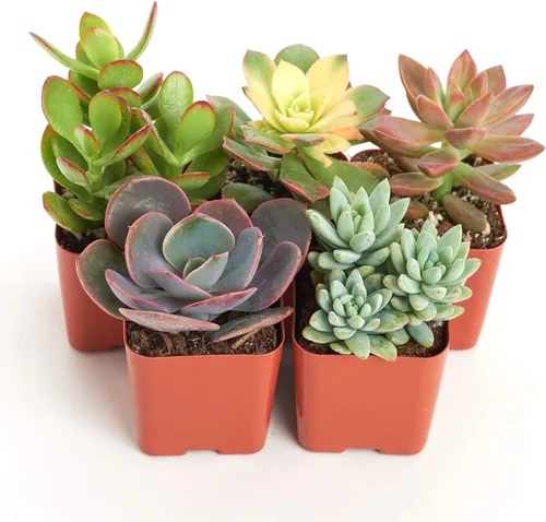 Shop Succulents Colección Surtida de Paquete de Plantas Suculentas - Plantas Suculentas Mini Vivas, Bajo Mantenimiento, Mezcla de Colores y Texturas