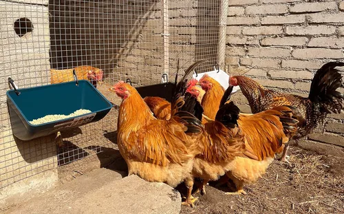 Miniatura 3 de Comedero Bebedero para Pollos, Comedero para Cabras - Paquete de 2, 5.5 Cuartos, para Cabras Pollos Patos Ovejas Perros Lechones Ciervos Gansos