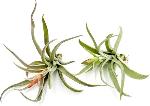 Miniatura 43 de ragnaroc Air Plants - Tillandsia Caput Medusae Floreciente, Grande 5-7" - 1ct - Llegada Viva Garantizada - Plantas de Casa para Decoración del Hogar