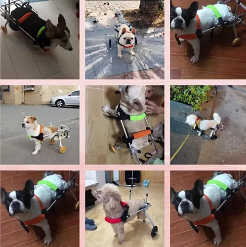 Miniatura 2 de Dog Wheelchair 2 Wheels Adjustable Doggy Walk Assistant for Back Legs, Dog Rehabilitation Cart for Hind Limb Injured，Mobility Weakness Cat/Dog Leg