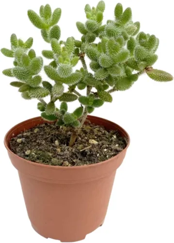 Miniatura 7 de Suculenta Crassula Jade Planta viva para interior Diferentes plantas de interior en maceta de 4 y 6 pulgadas Planta de casa real para sala