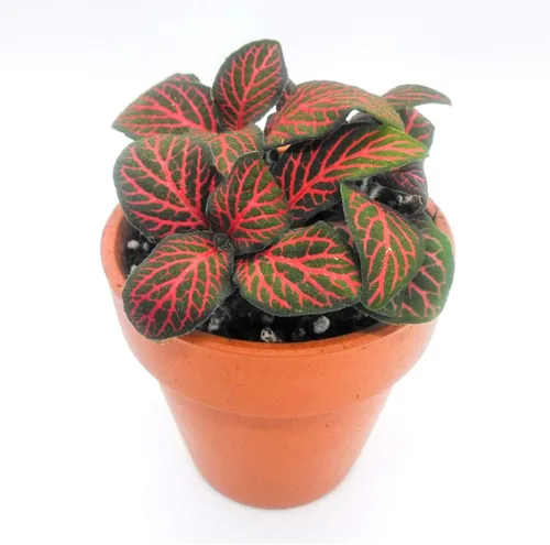 Red Fittonia - Planta nerviosa – Plantas vivas en una maceta de cultivo de 3 pulgadas – Fittonia Albivenis – Follaje compacto y colorido de mosaico