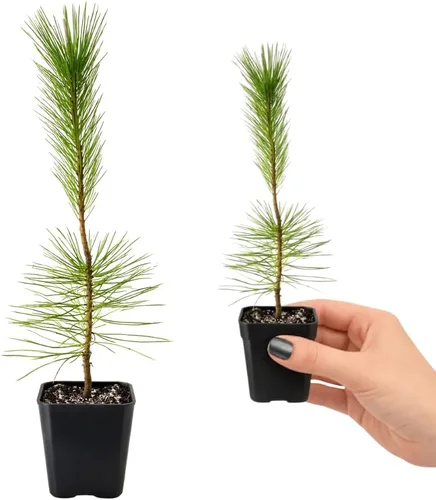 Miniatura 3 de My Shelfie - Árbol bonsái de pino negro japonés, árbol bonsái alto, plantas vivas para jardín exterior o interior, maceta de 2 pulgadas