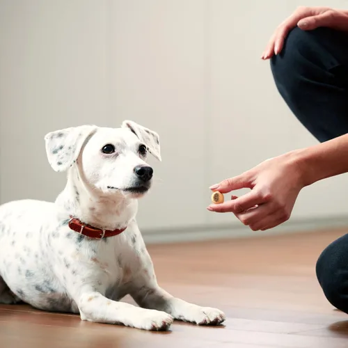 Miniatura 34 de Milk-Bone MaroSnacks Golosinas para perros pequeños con sabor a tocino con médula ósea, 40 onzas (paquete de 2) (el diseño del empaque puede variar)