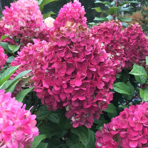 Miniatura 4 de Plantas de árbol de arbusto de hortensias vivas, 5-9 pulgadas de alto, sin maceta, inactivas en invierno, cambian de color, plantación perenne
