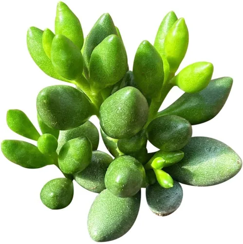 Suculentas vivas Adromischus Filicaulis SSP. Marlothii - Plantas suculentas vivas - Suculentas vivas y saludables - Ideas únicas de regalo para
