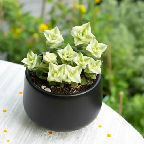 Miniatura 7 de Cadena de perlas planta viva en maceta de 4 pulgadas, suculentas raras en cestas colgantes, planta suculenta trepadora para casa u oficina