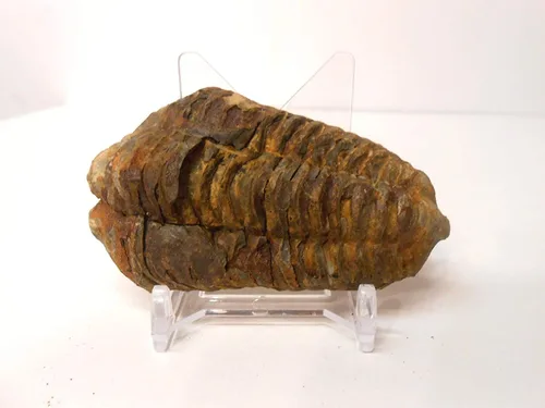Miniatura 2 de Fósil trilobite de calimeno muy grande genuino de la región anti-Atlas de Marruecos, N.Africa con soporte de exhibición acrílico gratuito, hoja