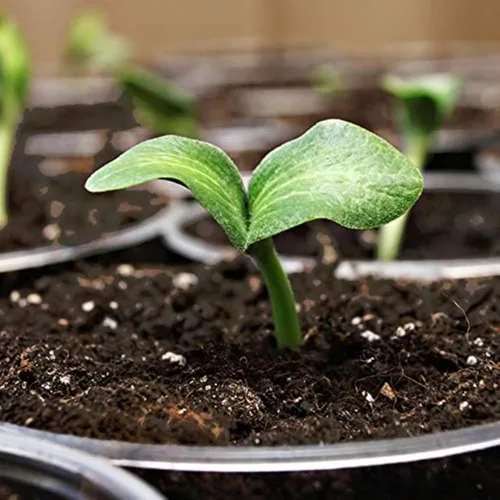Miniatura 6 de Coast of Maine, 16qt (paquete de 10) mezcla de isla de brote, iniciador de semillas orgánicas y naturales para germinación de semillas y esquejes