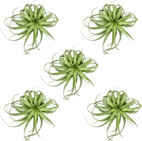 Miniatura 20 de ragnaroc Plantas de aire – Tillandsia Xerographica, gigante de 9-14 pulgadas – 1 unidad – Llegada viva garantizada – Plantas