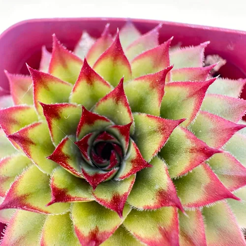 Miniatura 22 de Plantas suculentas vivas, variedades variadas en dos tamaños de maceta, plantas de fácil cuidado para interiores y exteriores, GNEM