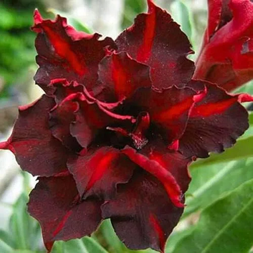 8 semillas de rosa del desierto rojo oscuro Adenium Obesum exóticas flores tropicales semillas florecen, púrpura y blanco