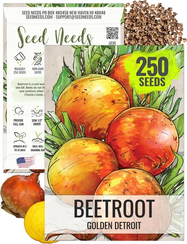 Seed Needs, Golden Detroit - Semillas de remolacha – 250 semillas tradicionales para plantar beta vulgaris – Cultiva un jardín al aire libre sin OMG