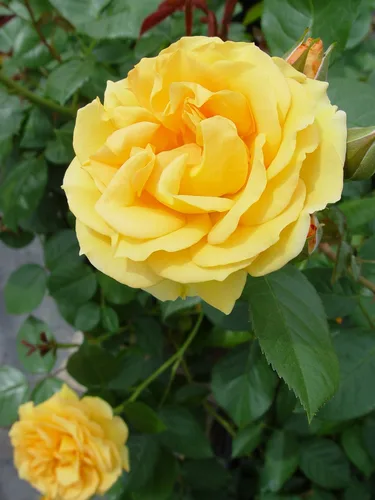 Miniatura 2 de Rosa 'Iceberg' (Rosa Floribunda) Rosa, flores blancas, contenedor tamaño #3