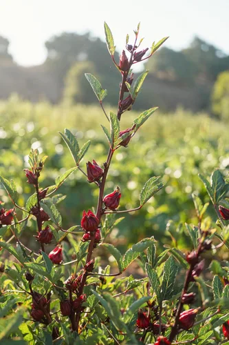 Miniatura 7 de Plant Good Seed Hibiscus sabdariffa/Jamaica/Red Roselle Semillas para plantar: Hierba culinaria y de té, cálices carnosos rojos - Paquete de 30