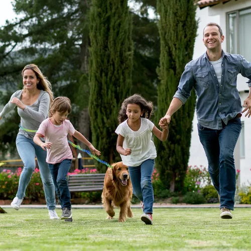 Miniatura 8 de Correa de perro con cremallera manos libres, correa de cintura elástica de 4 a 6 pies, adecuada para perros medianos a grandes, mango acolchado