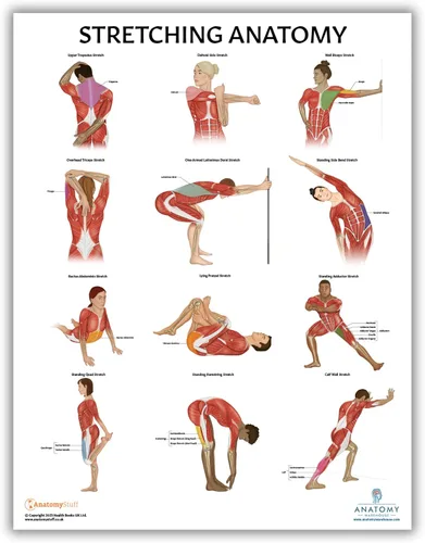 Miniatura 5 de Anatomy Lab Póster muscular, esquelético, yoga, estiramiento y pilates, anatomía y fisiología – Paquete de 5 LAMINADO 17.3 x 22.5 pulgadas, tabla