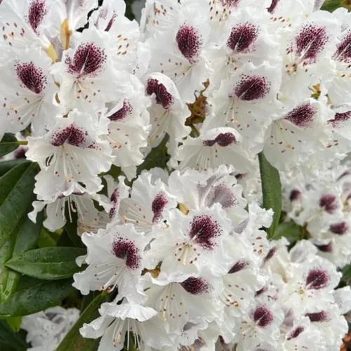 Miniatura 5 de Plantas de rododendro amarillo de 1 a 2 pies vivas, arbustos de rododendro de azalea en maceta de 1 galón para plantar, planta lista para arbustos