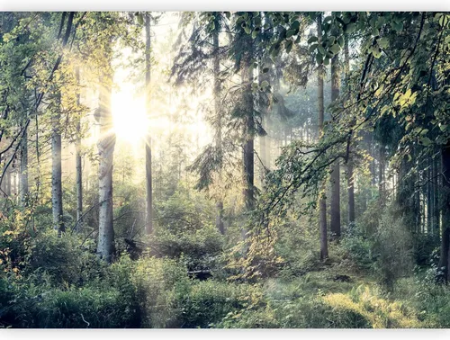 Miniatura 18 de artgeist Mural de pared premium Bosque púrpura, 79 x 55 pulgadas, papel tapiz no tejido, decoración de pared de vellón, impresión fotográfica